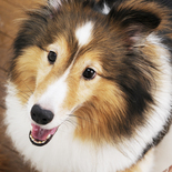 Dog Salon Rapt