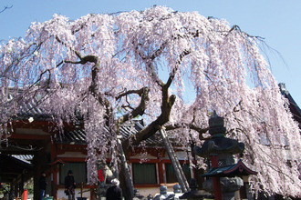 奈良市／氷室神社のしだれ桜