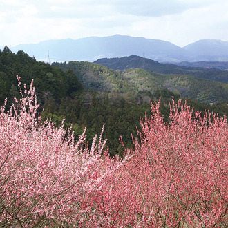 下市町／広橋梅林