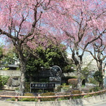 大仏鉄道記念公園の桜