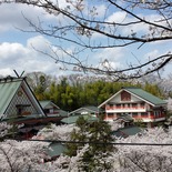 御嶽山大和本宮の桜