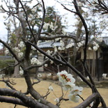 志賀直哉旧居の梅