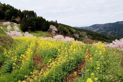 桜井 狛・岩坂地区の桜と菜の花