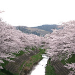 佐保川堤と遠くに若草山
