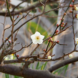 明神山の梅