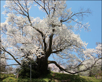 佛隆寺