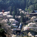 長谷寺