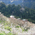 広橋梅林