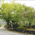 柳の渡し跡