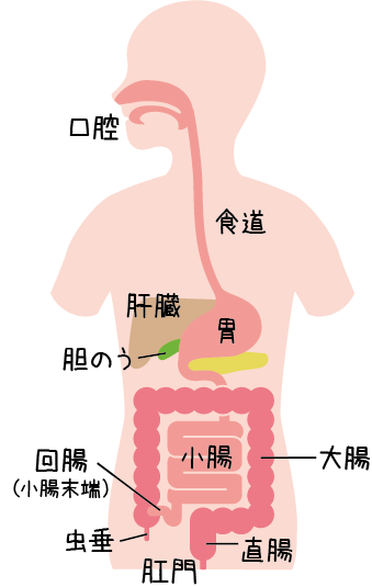 奈良っこ、西の京病院、奈良、消化器内視鏡センター、大腸、便秘、大腸炎