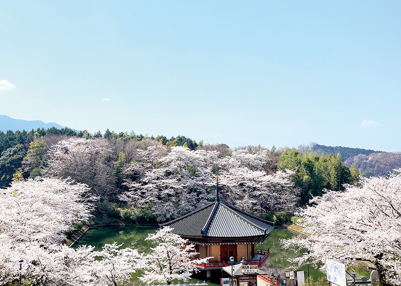桜、お花見、安倍文殊院、奈良っこ、奈良。