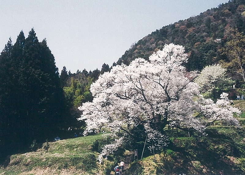 桜、お花見、佛隆寺、奈良っこ、奈良。