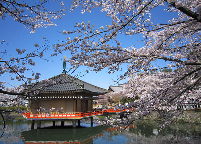 桜、お花見、安倍文殊院、奈良っこ、奈良。