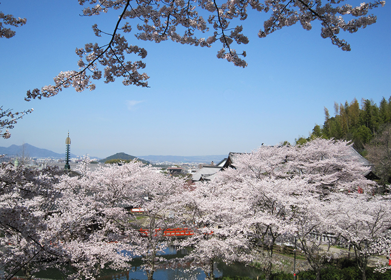 桜、お花見、安倍文殊院、奈良っこ、奈良。