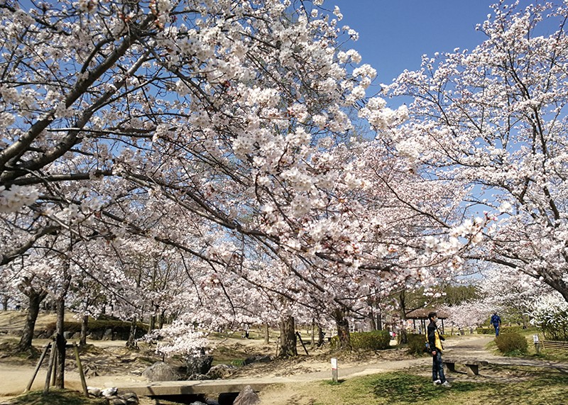 桜、お花見、けいはんな記念公園、奈良っこ、奈良。