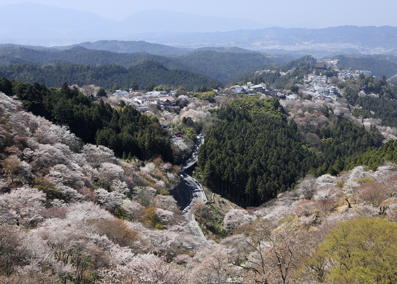 桜、お花見、吉野山、奈良っこ、奈良。