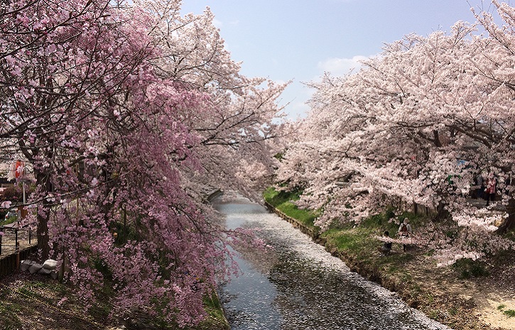 2019年、イベント、奈良県、奈良市、参加型イベント、食、3月、4月、漢方薬局 香薬房、桜まつり中国茶論。