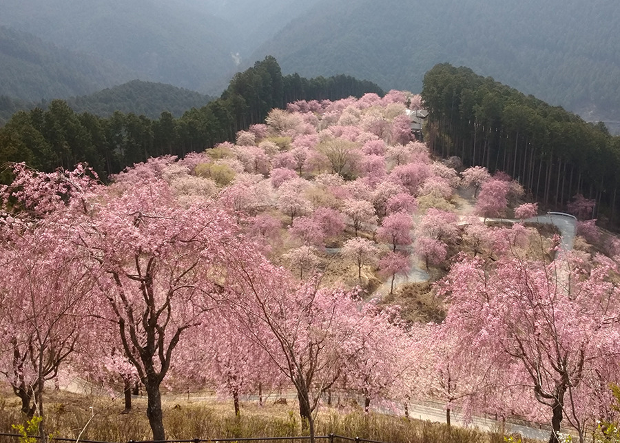 21-04takaminosato2
