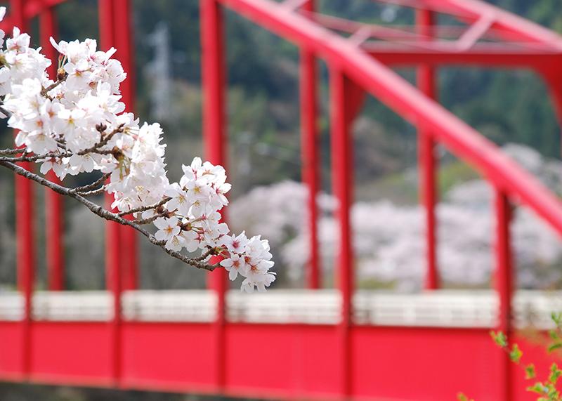 2204sakura-tsukigase3