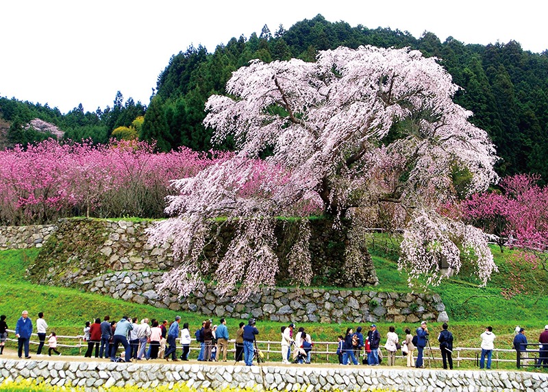 桜、お花見、又兵衛桜、奈良っこ、奈良。