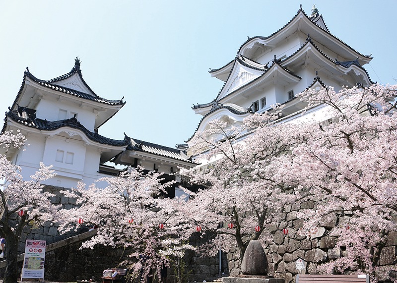 桜、お花見、上野城、奈良っこ、奈良。