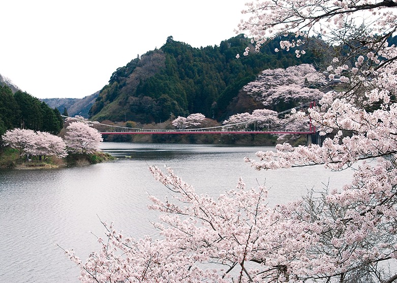 桜、お花見、月ヶ瀬村、奈良っこ、奈良。