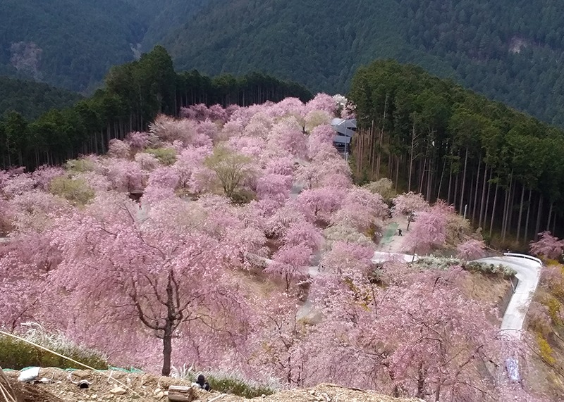 桜 天空の庭 高見の郷 東吉野村 Narakko 奈良っこ