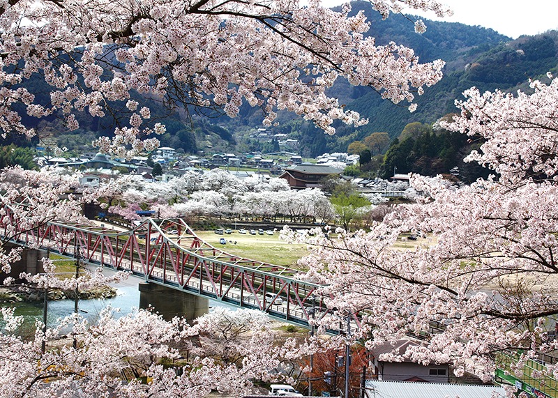 桜、お花見、笠置自然公園、奈良っこ、奈良。