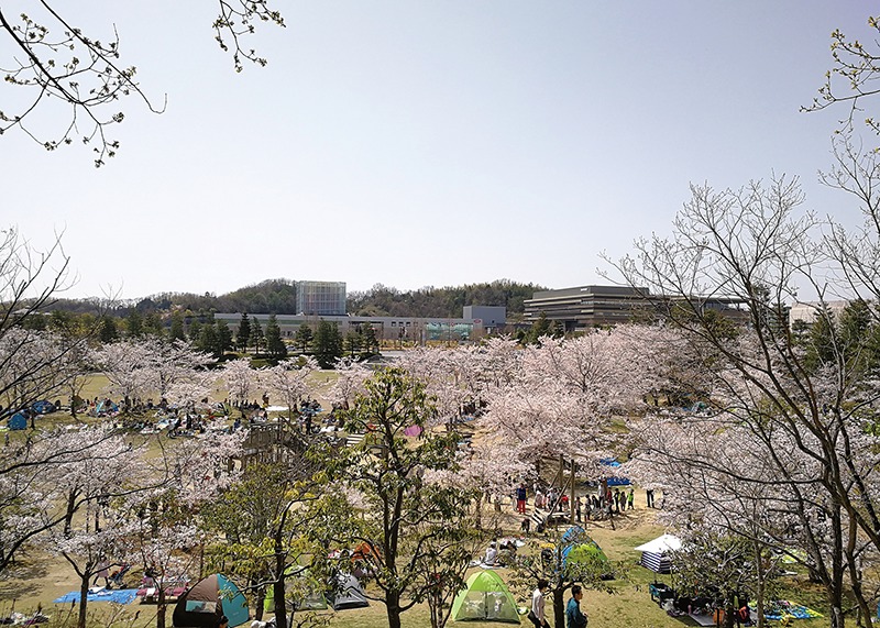 桜、お花見、けいはんな記念公園、奈良っこ、奈良。