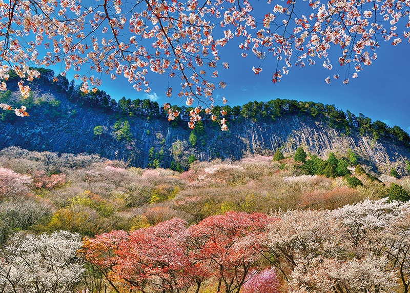 桜、お花見、屏風岩、奈良っこ、奈良。