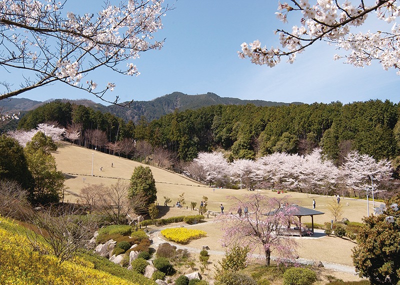 桜、お花見、葛城山麓公園、奈良っこ、奈良。