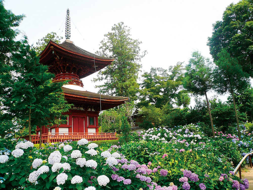 奈良っこ、久米寺、橿原市。