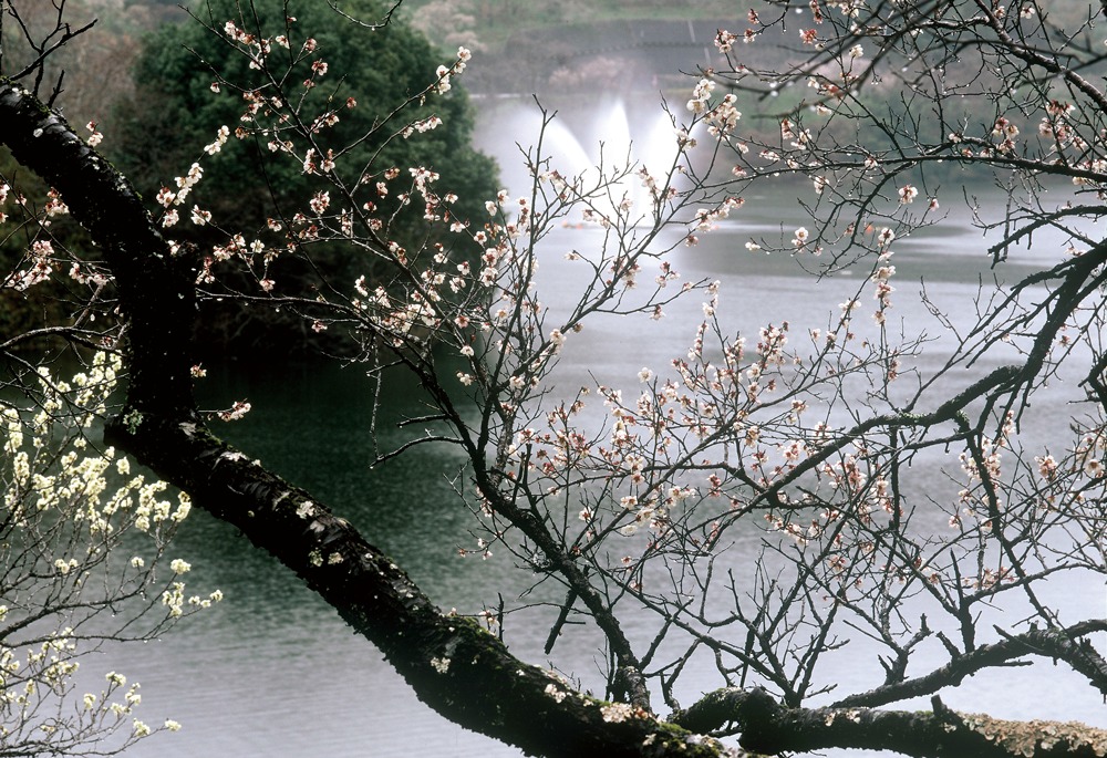 梅】月ヶ瀬梅渓（奈良市） | 奈良の地域密着型・総合情報サイト