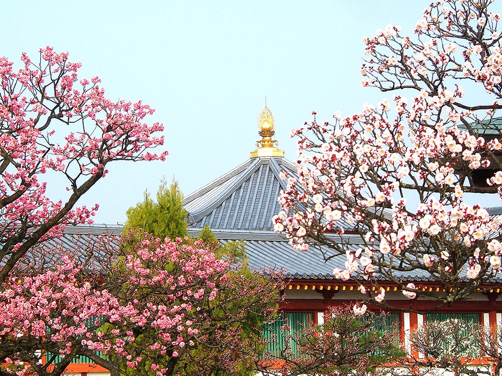 梅 薬師寺 奈良市 Narakko 奈良っこ