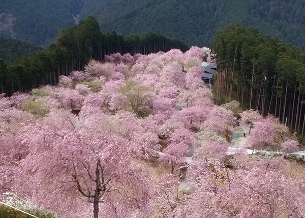 2020.04takaminosato