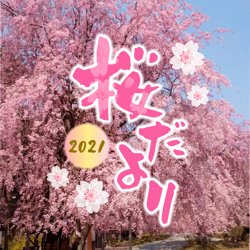 21-04sakura