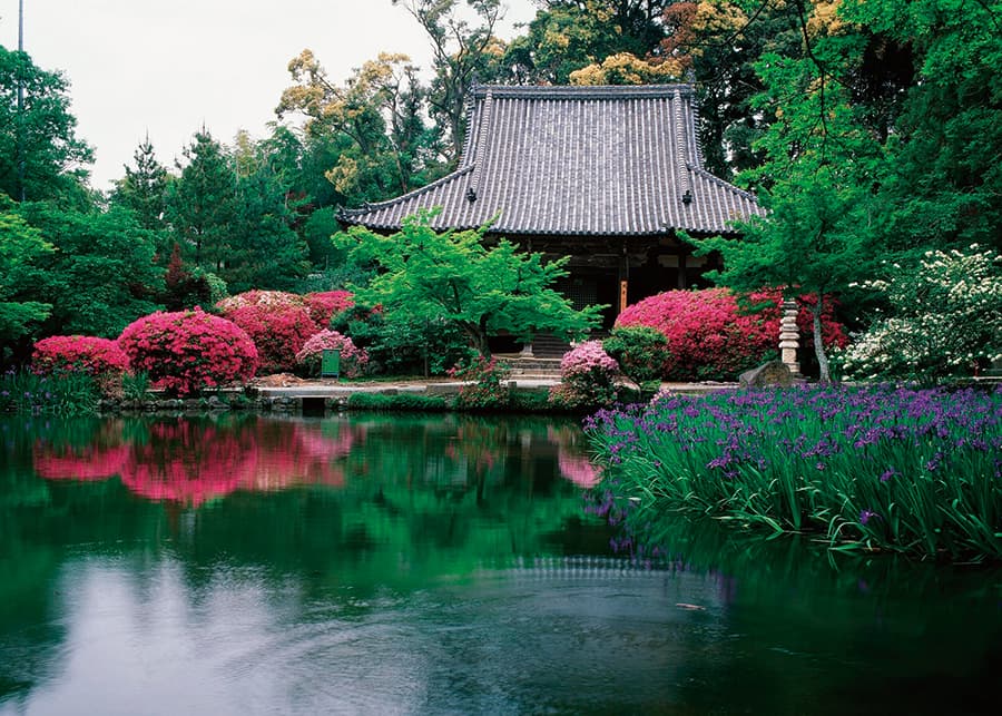 杜若（カキツバタ）