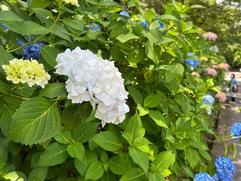 25-06chokyuji-ajisai-01