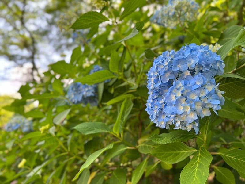 25-06chokyuji-ajisai-02
