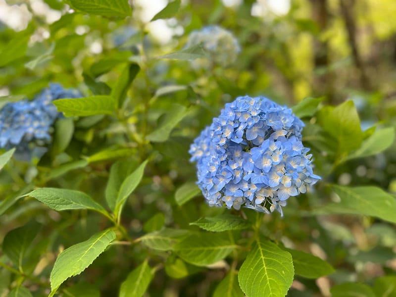 25-06chokyuji-ajisai-03