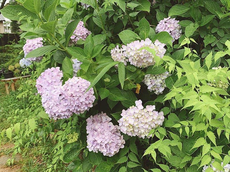 25-06chokyuji-ajisai-04
