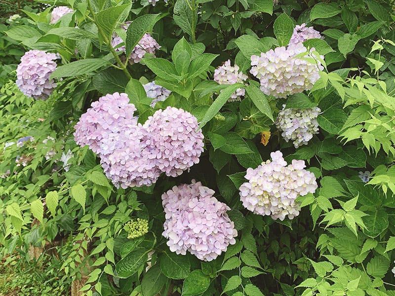 25-06chokyuji-ajisai-05