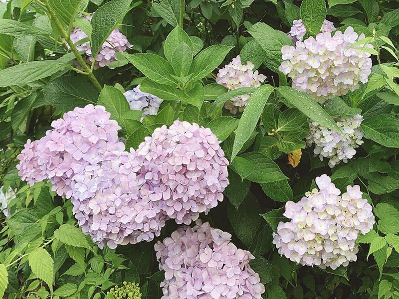 25-06chokyuji-ajisai-06