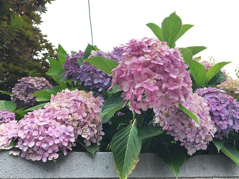 25-06chokyuji-ajisai-07