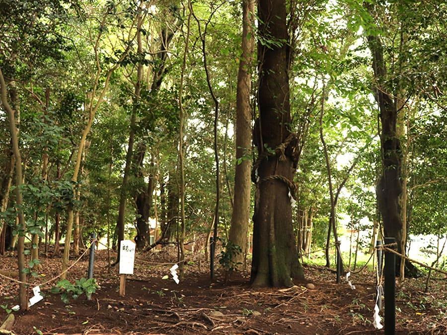 2511sekita-jinja-04