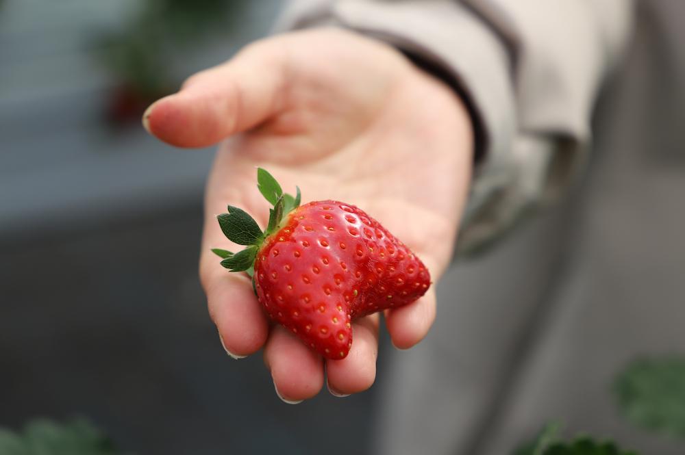 おもしろい形の実も発見！