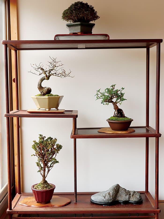 塩津植物研究所