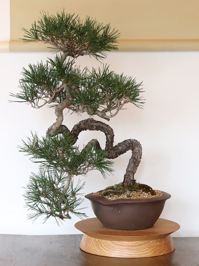 塩津植物研究所