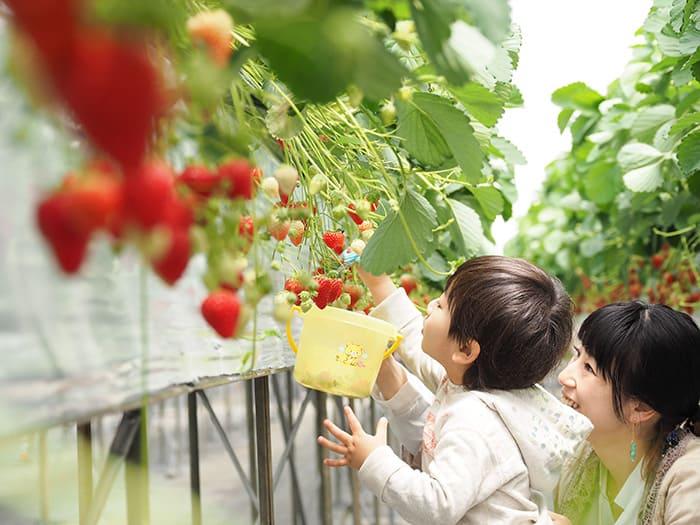26-05abc-ichigo-02