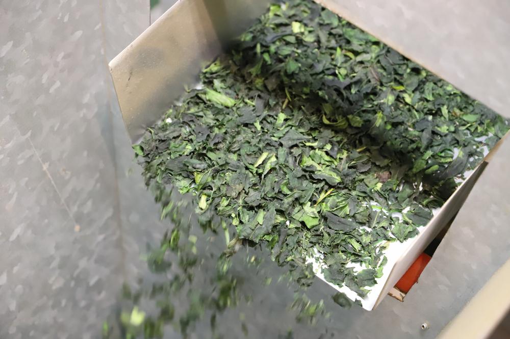 できたての碾茶